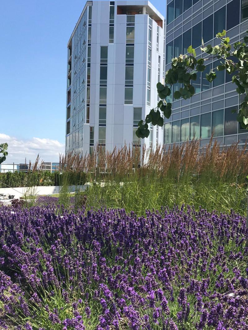 ריצ'מונד Versante Hotel מראה חיצוני תמונה Rooftop garden at One Bloor